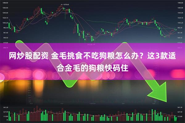网炒股配资 金毛挑食不吃狗粮怎么办？这3款适合金毛的狗粮快码住